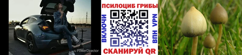 Галлюциногенные грибы Psilocybine cubensis дарнет шоп Мглин